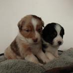 8 Australian shepherd pups, Dieren en Toebehoren, 8 tot 15 weken, Collie, Meerdere, Meerdere dieren