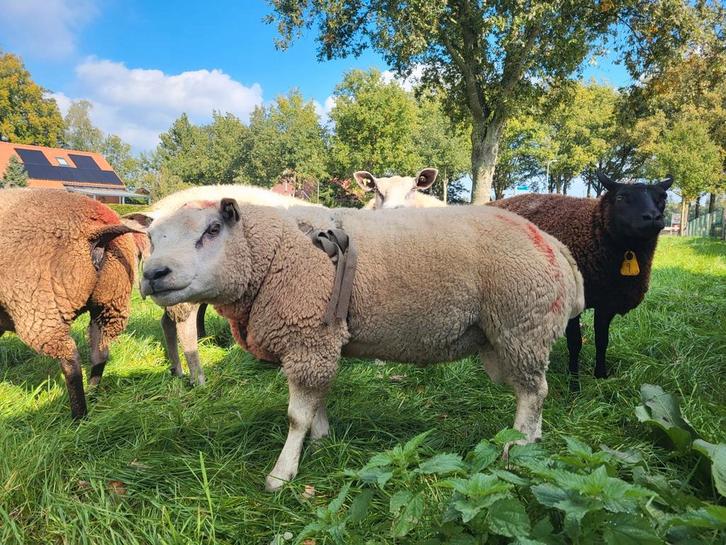 Texelaar dekram, Dieren en Toebehoren, Schapen, Geiten en Varkens, Schaap, Mannelijk, 0 tot 2 jaar
