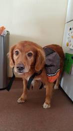 hondenrugzak, Ophalen of Verzenden, Gebruikt