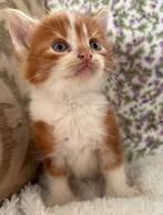 Prachtig half lang harige x mainecoon kittens, Meerdere dieren, Ontwormd