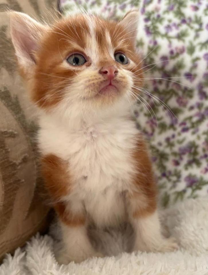 Prachtig half lang harige x mainecoon kittens, Dieren en Toebehoren, Katten en Kittens | Raskatten | Langhaar, Meerdere dieren
