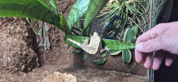 Koppel wimpergekko s, Dieren en Toebehoren, Reptielen en Amfibieën, Hagedis, 3 tot 6 jaar