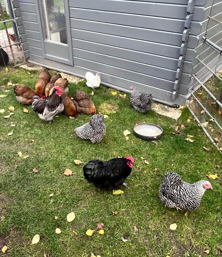 Te koop: Orpington kriel broedeieren, Dieren en Toebehoren, Pluimvee, Kip, Geslacht onbekend