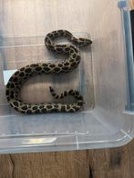 CB20 1.0 Crotalus polystictus, Dieren en Toebehoren, Slang, 3 tot 6 jaar