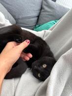 halve britse korthaar kitten kater 4 maanden, Dieren en Toebehoren, Katten en Kittens | Overige Katten, Kater