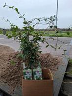 Jasmijn (klimplant), Volle zon, 100 tot 250 cm, Zomer, Overige soorten