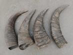 Hoorn waterbuffel / buffel (35 cm) per stuk, Ophalen of Verzenden, Gebruikt, Overige soorten, Gewei of Kop
