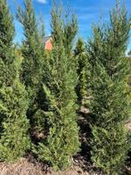 Cupressocyparis leylandii '2001' of 'Tweeduizendeen, Ophalen, Conifeer, Haag, 100 tot 250 cm