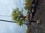 Te koop gevraagd, grote bomen. Kleine bomen, fruitbomen,., Ophalen, Volle zon, Overige soorten