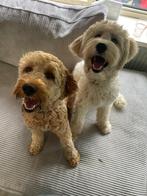 Gastgezin gezocht labradoodle medium doodle labrador hond, Dieren en Toebehoren, Honden | Niet-rashonden, Rabiës (hondsdolheid)