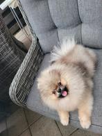 Pomeriaan dekreu niet te koop, Rabiës (hondsdolheid), Reu, 1 tot 2 jaar, Eén hond