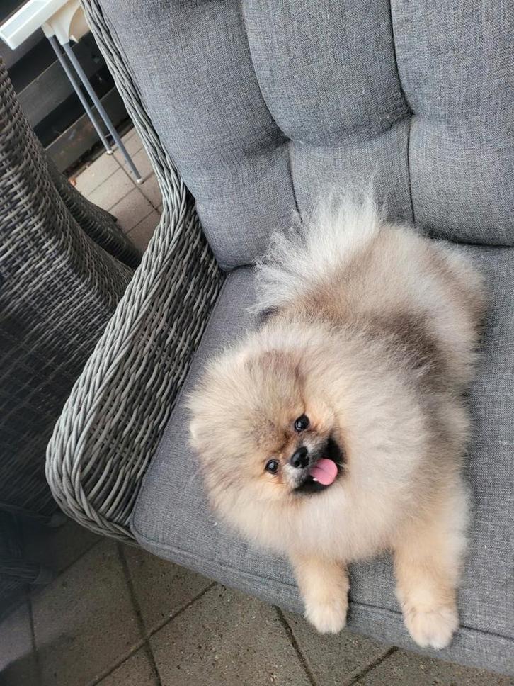 Pomeriaan dekreu niet te koop, Dieren en Toebehoren, Honden | Dekreuen, Reu, Particulier, Eén hond, Nederland, 1 tot 2 jaar, CDV (hondenziekte)