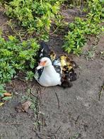 Pulletjes eendenkuikens muskuseenden, Dieren en Toebehoren, Eend