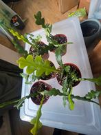 Epiphyllum anguliger baby planten, Ophalen of Verzenden, Halfschaduw, Minder dan 100 cm