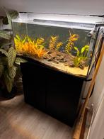 Leeg Aquarium compleet, Ophalen, Zo goed als nieuw, Leeg aquarium