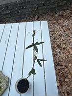 Passieflora Stekjes - Klimplant voor Tuin of Pot, Ophalen, Volle zon, Vaste plant, Klimplanten