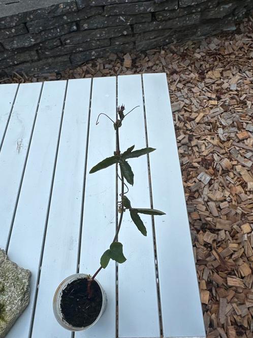 Passieflora Stekjes - Klimplant voor Tuin of Pot, Tuin en Terras, Planten | Tuinplanten, Vaste plant, Klimplanten, Volle zon, Zomer