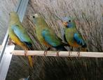 Gezocht diverse soorten kromsnavels, Meerdere dieren, Papegaai