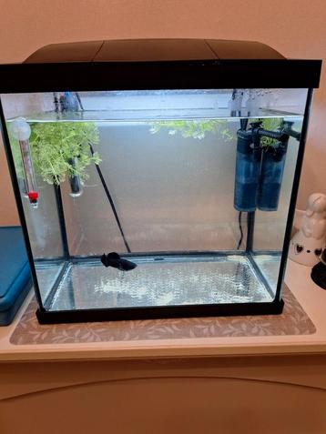 Aquarium met blackmolly beschikbaar voor biedingen