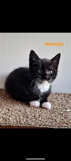 Kitten gesocialiseerd mak boerderij, Dieren en Toebehoren, Meerdere dieren