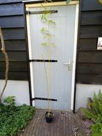 Bamboe phyllostachys aurea koi, Tuin en Terras, Planten | Bomen, Ophalen, Bloeit niet, Overige soorten
