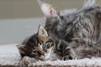 Prachtig nestje kittens, Maine Coon x Europese korthaar, Meerdere dieren, Ontwormd, 0 tot 2 jaar