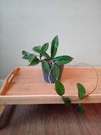 Hoya carnosa 25cm, Ophalen, Overige soorten, Halfschaduw, In pot