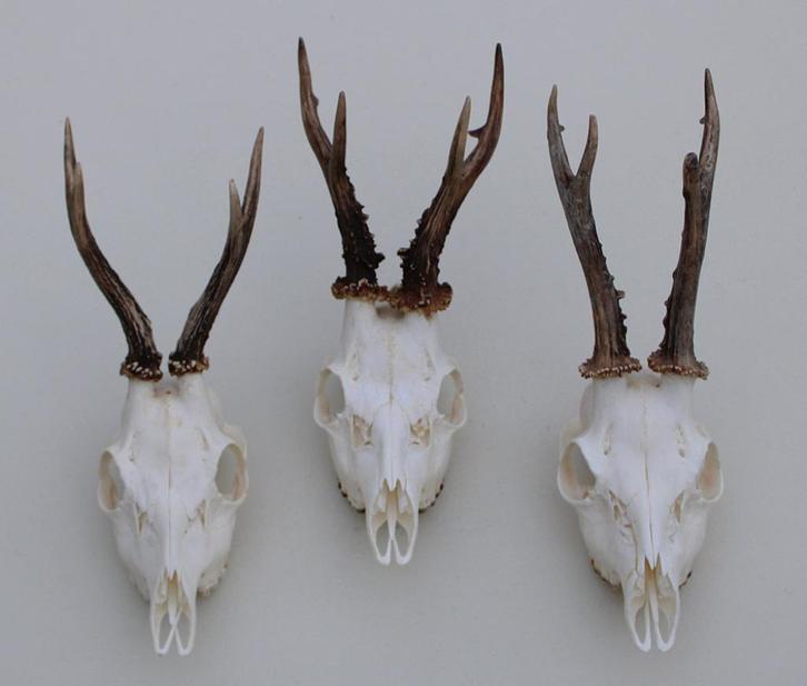 3 x mooi gebleekte REE SCHEDEL - ref. U, Verzamelen, Dierenverzamelingen, Zo goed als nieuw, Schedel, Hert, Ophalen of Verzenden