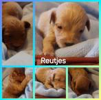 Prachtige Australian Labradoodle F4B Pups!, Rabiës (hondsdolheid), Overige rassen, 8 tot 15 weken, Meerdere