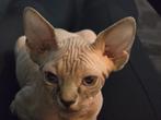 Sphynx kittens, Meerdere dieren, Gechipt, 0 tot 2 jaar