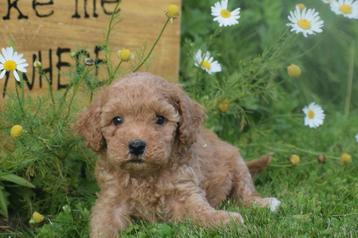 Poedel pups direct beschikbaar beschikbaar voor biedingen