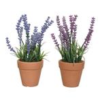 Lavendel in pot totaal ca. 15 cm., Nieuw