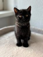 Britsekorthaar kittens te koop, Meerdere dieren, Kortharig, 0 tot 2 jaar