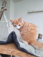Super mooie x Maine Coon kittens, Dieren en Toebehoren, Katten en Kittens | Overige Katten, Meerdere dieren