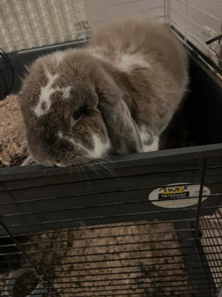 Gratis af te halen! Mannetjes konijn!, Dieren en Toebehoren, Konijnen, Middelgroot, Mannelijk, 6 tot 8 jaar, Hangoor