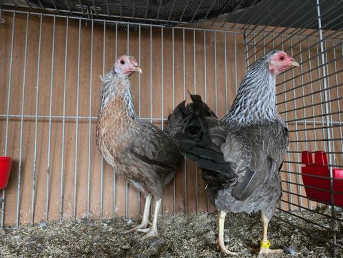 Twentse hoen krielkippen Zilverpatrijs., Dieren en Toebehoren, Pluimvee, Kip, Meerdere dieren