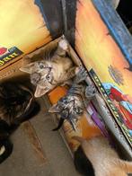 Boerderij kittens, Dieren en Toebehoren, Katten en Kittens | Overige Katten, Meerdere dieren, Kortharig, 0 tot 2 jaar
