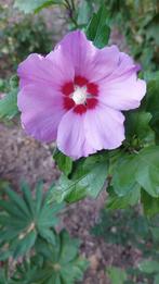 Stekjes van Hibiscus., Tuin en Terras, Planten | Struiken en Hagen, Ophalen, Overige soorten