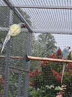 Halsbandparkieten Koppel aqua bleekstaart, Dieren en Toebehoren, Vogels | Parkieten en Papegaaien, Meerdere dieren, Parkiet