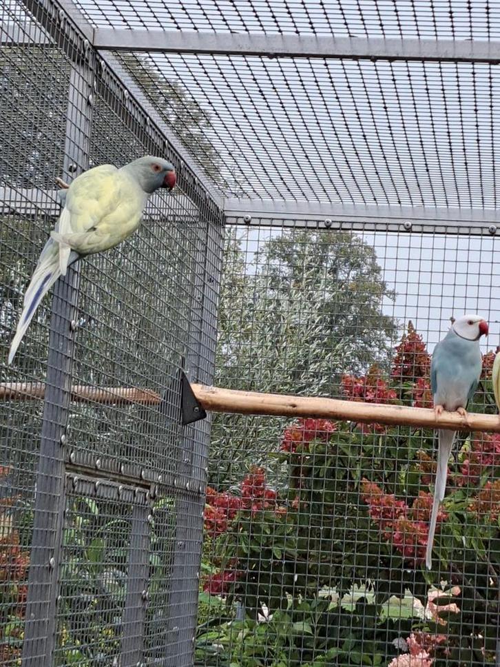 Halsbandparkieten Koppel aqua bleekstaart, Dieren en Toebehoren, Vogels | Parkieten en Papegaaien, Parkiet, Meerdere dieren