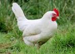 Legkippen leghennen hennen kippen witte en zwarte, Dieren en Toebehoren, Vrouwelijk, Kip