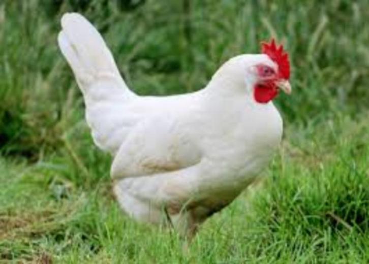 Legkippen leghennen hennen kippen witte en zwarte, Dieren en Toebehoren, Pluimvee, Kip, Vrouwelijk