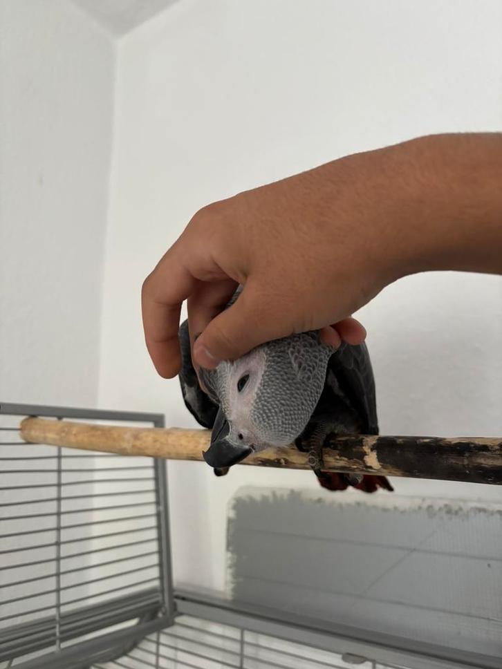 jonge tamme man grijze roodstaart, Dieren en Toebehoren, Vogels | Parkieten en Papegaaien, Papegaai, Mannelijk, Tam