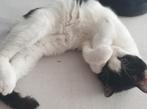 Katten, Dieren en Toebehoren, 0 tot 2 jaar