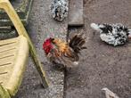 Chabo krielkipjes, Dieren en Toebehoren, Pluimvee, Meerdere dieren, Kip