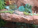 Terrarium hagedissen reptielen, Dieren en Toebehoren, Ophalen, Zo goed als nieuw, Terrarium of Paludarium
