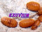 Cubaris murina Anemone isopods / pissebedden, Overige soorten