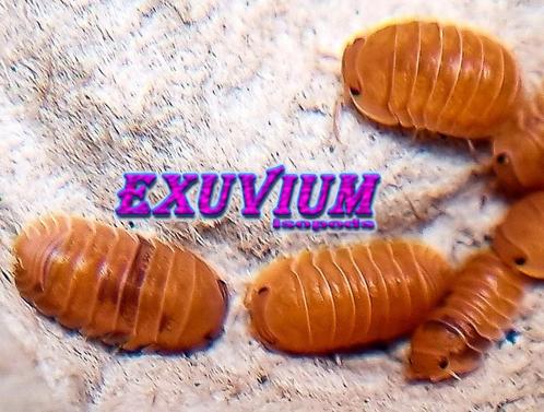 Cubaris murina Anemone isopods / pissebedden, Dieren en Toebehoren, Insecten en Spinnen, Overige soorten