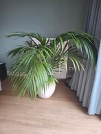 Kentia palm met witte bloempot, Ophalen, 100 tot 150 cm, Palm, Halfschaduw