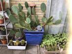 Grote winterharde cactus., Ophalen, Volle zon